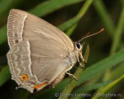Attēlu rezultāti vaicājumam “Favonius quercus”