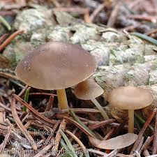 Attēlu rezultāti vaicājumam “Strobilurus esculentus”