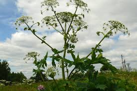 Attēlu rezultāti vaicājumam “Heracleum sosnowskyi”