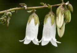 Attēlu rezultāti vaicājumam “Campanulaceae”
