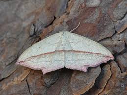 Attēlu rezultāti vaicājumam “Timandra comae”