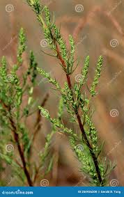 Image result for Artemisia caudata