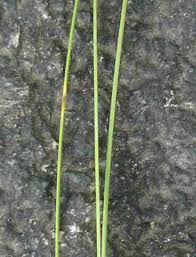 Attēlu rezultāti vaicājumam “Trichophorum cespitosum fruit”