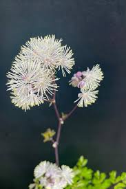 Attēlu rezultāti vaicājumam “Thalictrum aquilegifolium leaf”