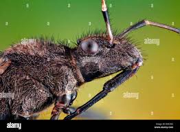 Attēlu rezultāti vaicājumam “Alydus calcaratus”