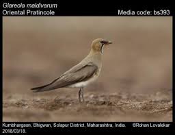 Image result for Glareola maldivarum