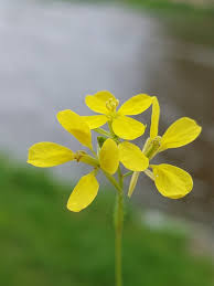 Attēlu rezultāti vaicājumam “Sinapis arvensis flower”
