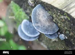 Attēlu rezultāti vaicājumam “Postia caesia”