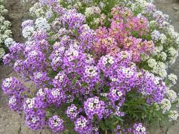 Image result for Alyssum diffusum