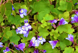 Attēlu rezultāti vaicājumam “Cymbalaria muralis leaf”