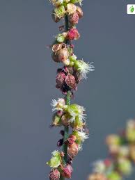 Attēlu rezultāti vaicājumam “Rumex acetosa flower”