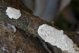 Attēlu rezultāti vaicājumam “Ceriporiopsis resinascens”