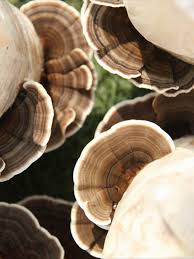 Attēlu rezultāti vaicājumam “Trametes versicolor”