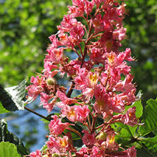 Attēlu rezultāti vaicājumam “Aesculus x hybrida flower”