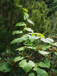 Attēlu rezultāti vaicājumam “Thladiantha dubia leaf”