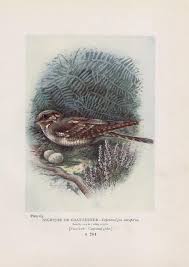 Attēlu rezultāti vaicājumam “Caprimulgus europaeus eggs”