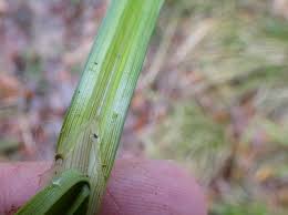 Attēlu rezultāti vaicājumam “Carex pilosa leaf”