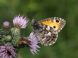 Attēlu rezultāti vaicājumam “Hipparchia semele underside”