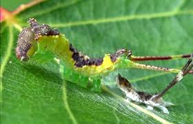 Attēlu rezultāti vaicājumam “Furcula bifida”