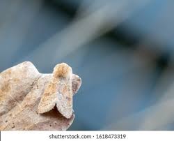 Attēlu rezultāti vaicājumam “Orthosia miniosa”