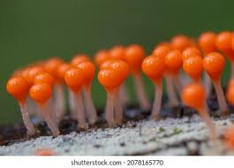 Attēlu rezultāti vaicājumam “Hemitrichia decipiens stalked”