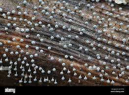 Attēlu rezultāti vaicājumam “Symphytocarpus flaccidus young”