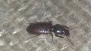 Attēlu rezultāti vaicājumam “Clivina fossor”