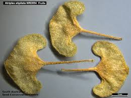 Attēlu rezultāti vaicājumam “Atriplex littoralis fruit”