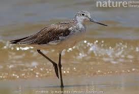 Attēlu rezultāti vaicājumam “Tringa stagnatilis”