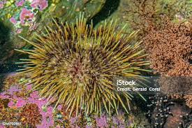 Image result for Mesocentrotus franciscanus