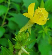 Attēlu rezultāti vaicājumam “Oenothera biennis flower”
