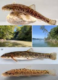 Attēlu rezultāti vaicājumam “Barbatula barbatula”