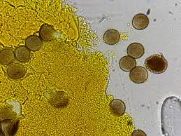 Attēlu rezultāti vaicājumam “Physarum auriscalpium young”