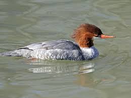 Attēlu rezultāti vaicājumam “Mergus merganser female”