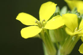 Attēlu rezultāti vaicājumam “Erysimum hieracifolium”