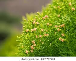 Attēlu rezultāti vaicājumam “Thuja occidentalis flower”