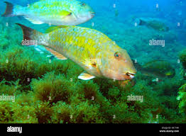 Image result for Sparisoma axillare