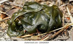 Attēlu rezultāti vaicājumam “Nostoc commune”