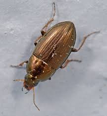 Attēlu rezultāti vaicājumam “Amara sp.”