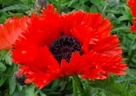 Image result for Papaver orientale