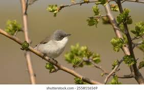 Attēlu rezultāti vaicājumam “Sylvia curruca adult”