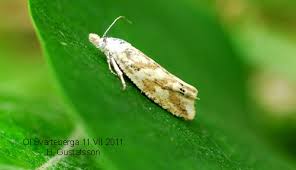 Attēlu rezultāti vaicājumam “Thiodia citrana”