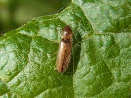 Attēlu rezultāti vaicājumam “Dalopius marginatus”