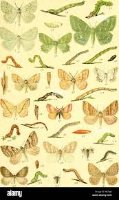 Attēlu rezultāti vaicājumam “Thalera fimbrialis”