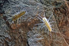 Attēlu rezultāti vaicājumam “Asellus aquaticus”