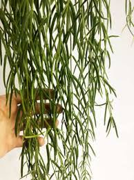 Image result for Alonsoa linearis