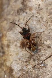 Attēlu rezultāti vaicājumam “Scolopostethus thomsoni”