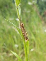 Attēlu rezultāti vaicājumam “Spiris striata”