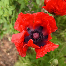 Image result for Papaver nudicaule