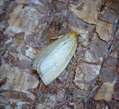 Attēlu rezultāti vaicājumam “Aphelia paleana”